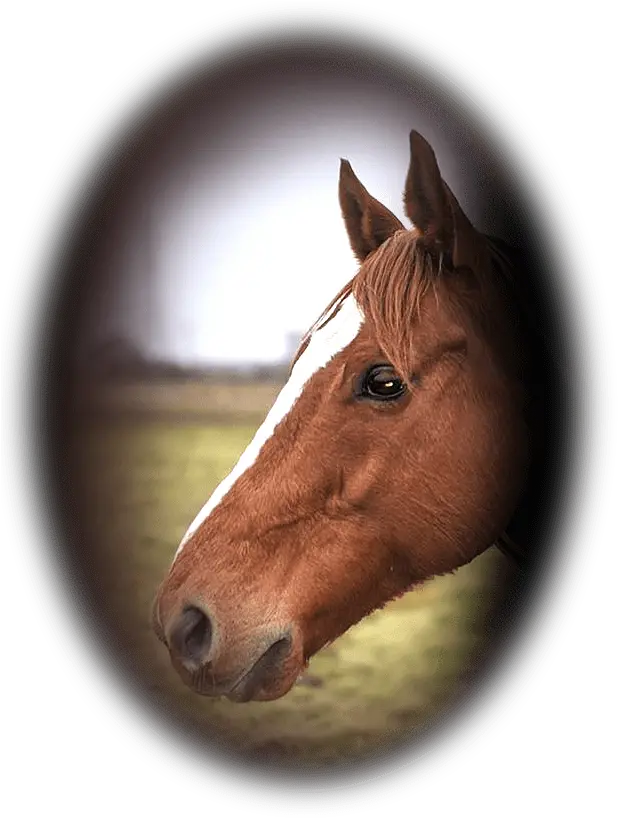 Raised From The Ashes Equine Jedi Sorrel Png Ashes Png