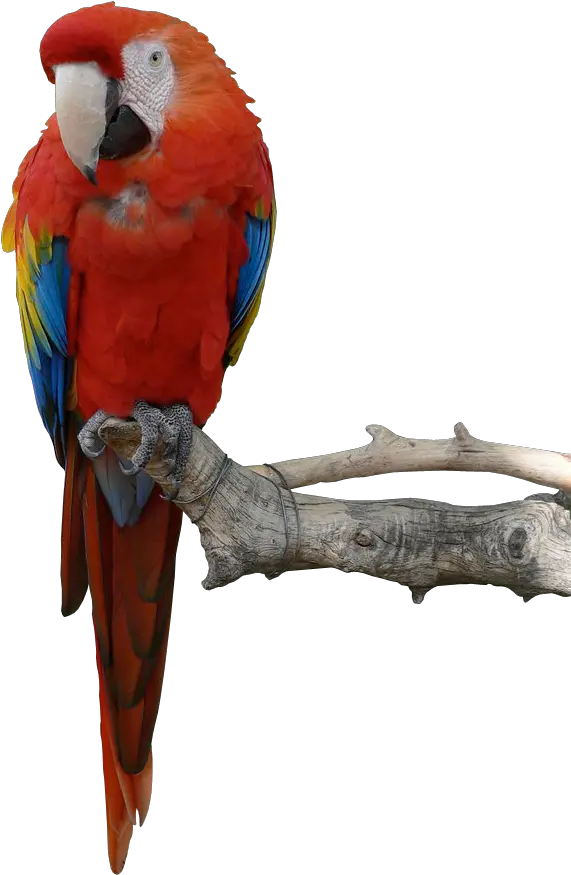 Png Parrot Transparent Transparent Parrot Png Parrot Transparent