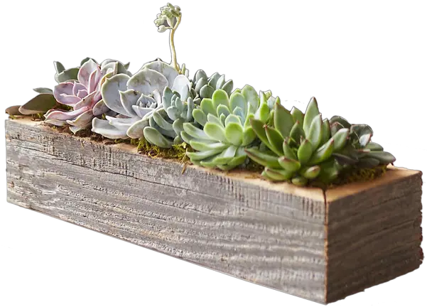 Living Succulent Centerpiece Trough Small Transparent Succulent Plant Box Png Succulents Png