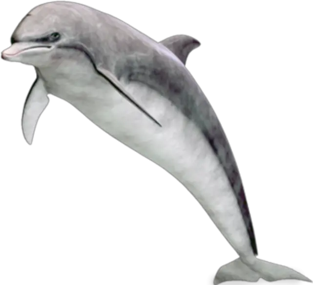 Dolphin Png Transparent Background Image For Free Download Dolphin Jumping Out Of Water Transparent Dolphin Transparent Background