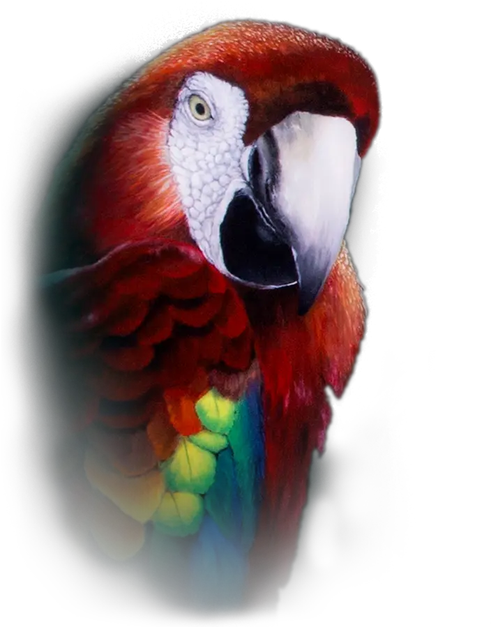 Parrot Repeater Pocket Watch Macaw Png Parrot Transparent