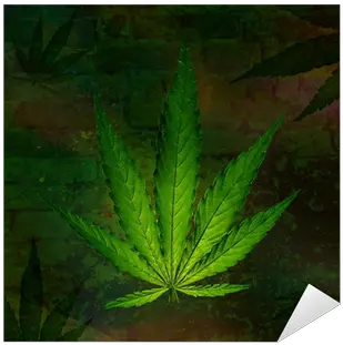 Cannabis Leaf Marijuana Plant Sticker U2022 Pixers We Live To Change Poster Png Marijuana Plant Png