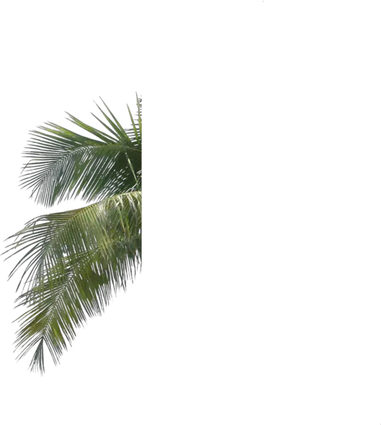 Download Palm Tree Leaf Branch Png Palm Tree Leaves Psd Pine Tree Leaves Psd Palm Tree Leaves Png