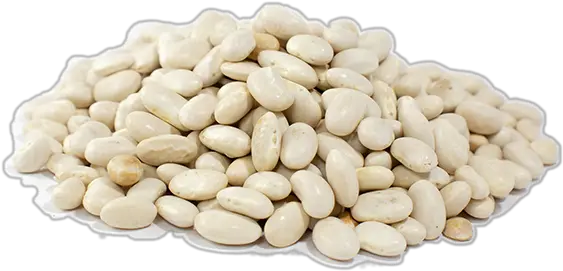 White Beans Great Northern Mojette Beans Png Bean Transparent