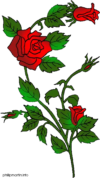 Free Rose Bush Png Download Clip Art Flower Rose Embroidery Designs Rose Bush Png