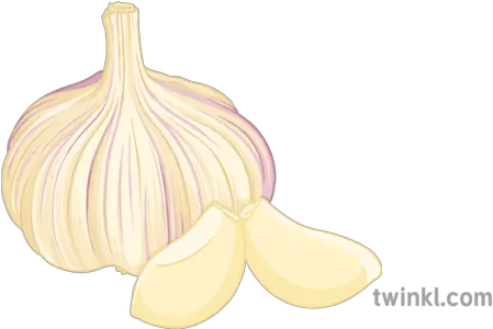 Garlic Illustration Elephant Garlic Png Garlic Png