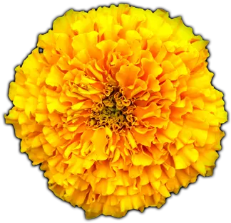 Marigold Tagetes Patula Png Marigold Png