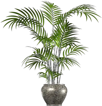 Download Free Png Palm Tree Transparent Images Tree In A Pot Png Palm Png