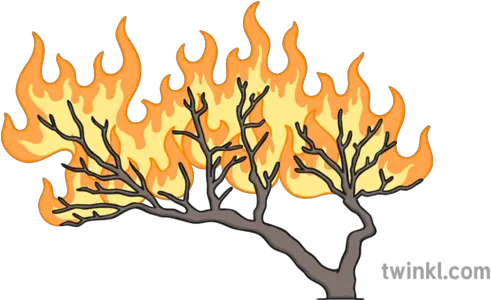 Burning Bush Illustration Twinkl Burning Bush Png Bush Transparent