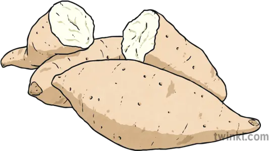 Yams Illustration Twinkl Yam Png Yam Png