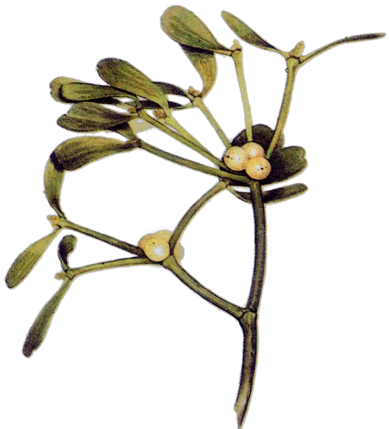 Maria Treben Herbs Mistletoe Png Mistletoe Png