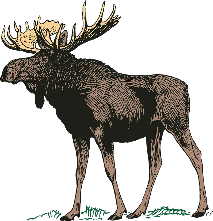 Moose Elk Png Moose Silhouette Moose Png