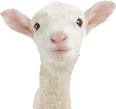 Lamb Transparent Png All Lamb With White Background Goat Transparent Background
