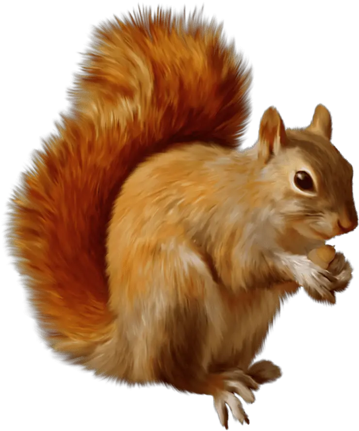 Squirrel Eating Transparent Png Squirrels Clipart Squirrel Png