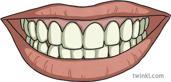 Smiling Mouth With Teeth Science Ks2 Illustration Twinkl Tongue Png Smiling Mouth Png