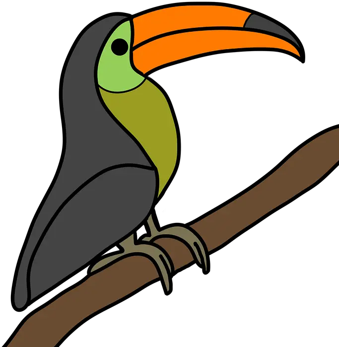 Gods Creation Toucan Bird Toucan Png Toucan Png