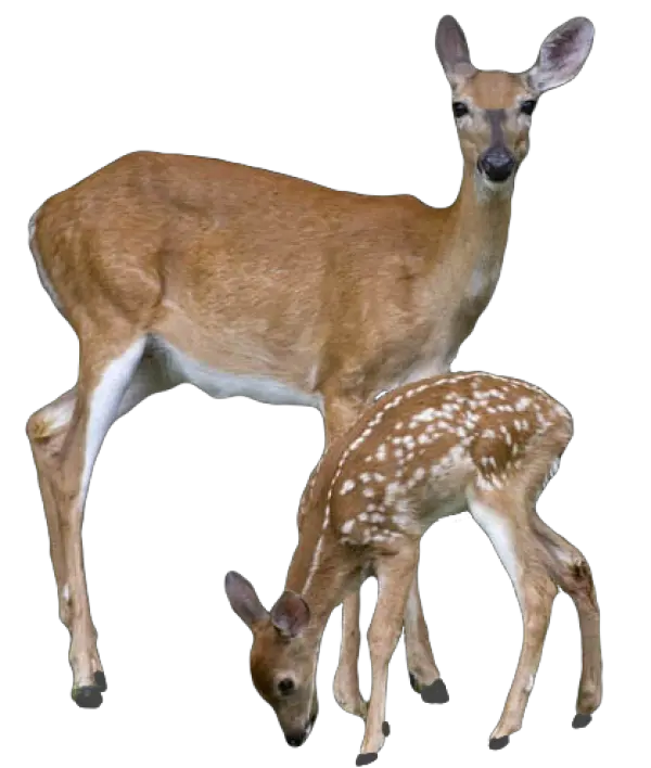 Transparent Deer With Baby Png Deer Png Buck Png