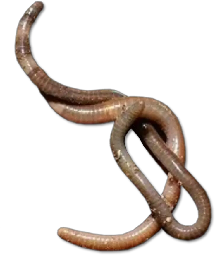 Download Worms Transparent Worm Png Worm Png