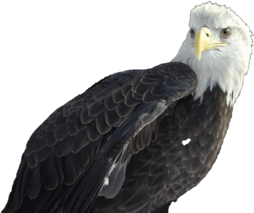 Download Bald Eagle Png Photo Background Bald Eagle Bald Eagle Bald Eagle Head Png