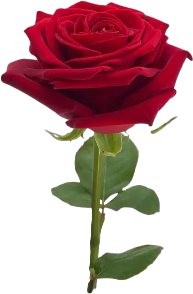 Rose No Background Png Play Transparent Rose No Background Rose Petals Transparent Background