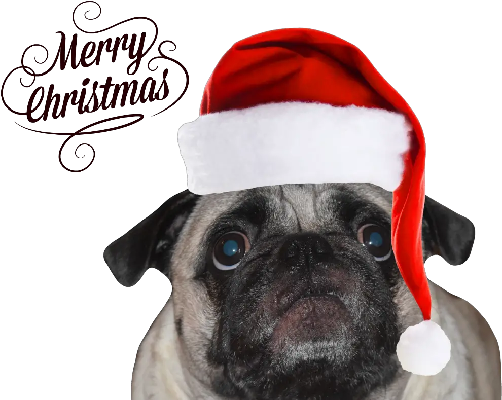 Christmas Pug Merry Christmas Pug Png Pug Png