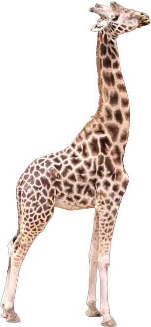 Giraffe Transparent Png 3d Giraffe Transparent