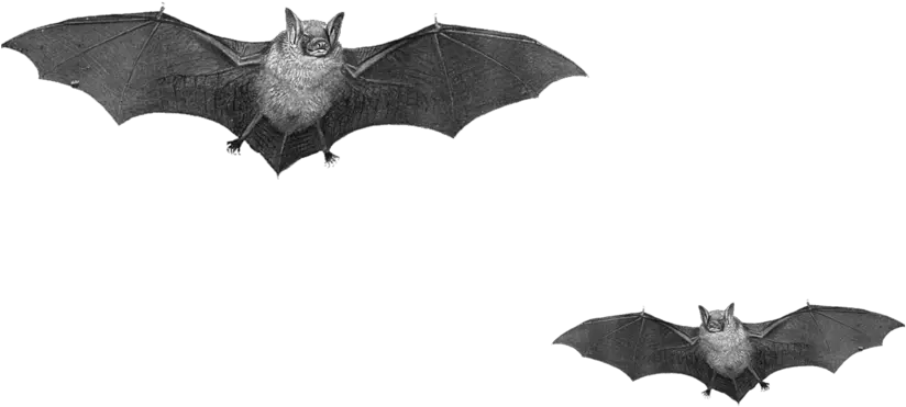 Bat Png 12 Image Download Vector Bats Png Bat Png