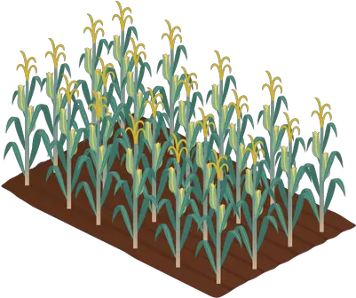 Maizecorn Crop Most Downloaded Vector Illustration Crops Transparent Corn Field Clipart Png Corn Icon Png