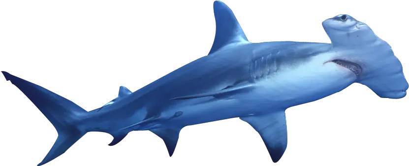 Clipart Hammer Shark Transparent Hammerhead Shark Transparent Background Png Shark Transparent Background