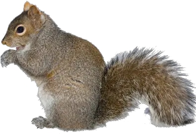 Flying Squirrel Transparent Png Ground Squirrels Png Squirrel Transparent Background