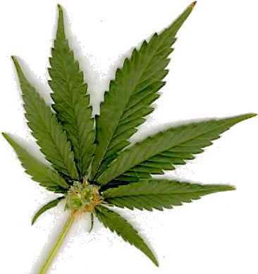 Png Transparent Marijuana Leaf Marijuana Leaf Marijuana Leaf Transparent