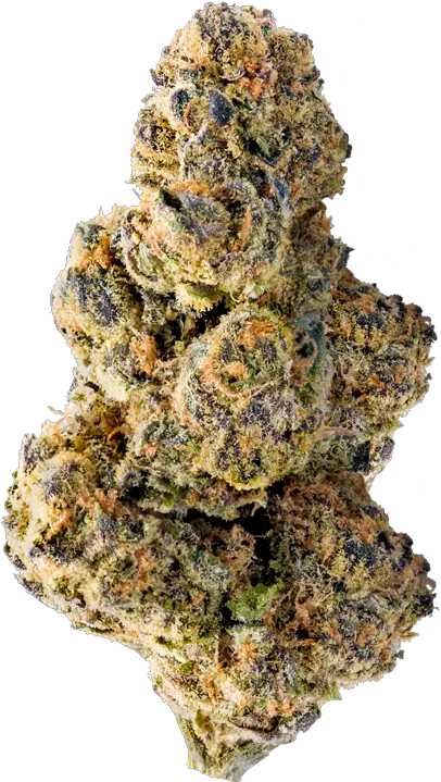 Colossal Purps Colossal Purps Strain Png Weed Nugget Png