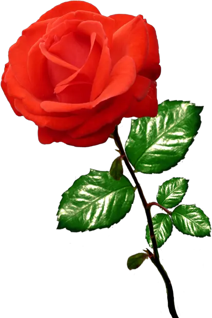 Beautiful Free Rose Clipart Rose On A Stalk Png Rose Clipart Transparent Background