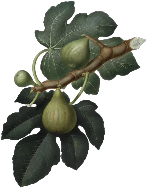 Fig Green Nature Feigen Png Fig Png