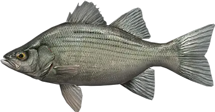White Bass Fish Png Bass Fish Icon