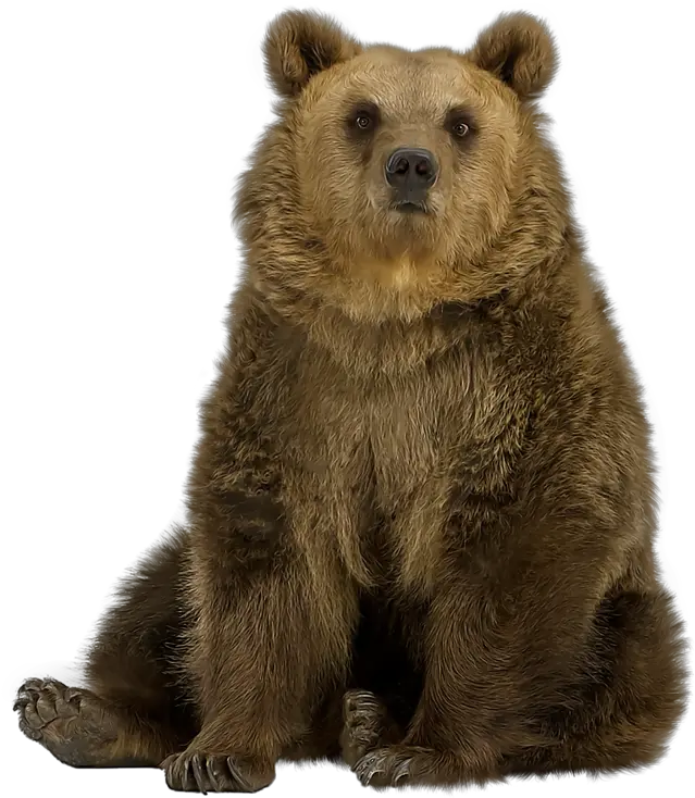 Brown Bear Png Pic Bear Transparent Brown Bear Png