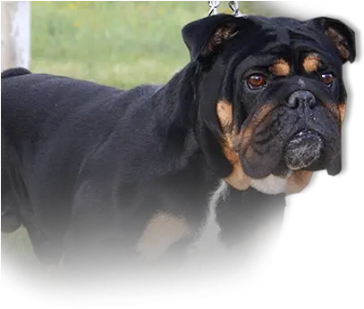Contact Vickerybulldogs Guard Dog Png British Icon Bulldogs
