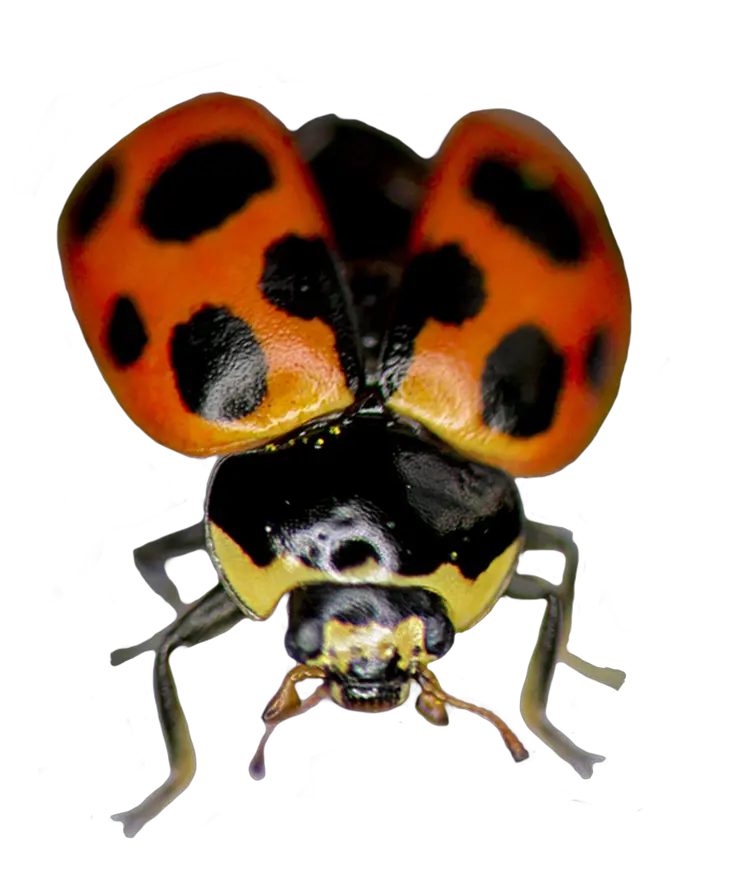 Ladybug Clipart Ladybug Png Fly Png
