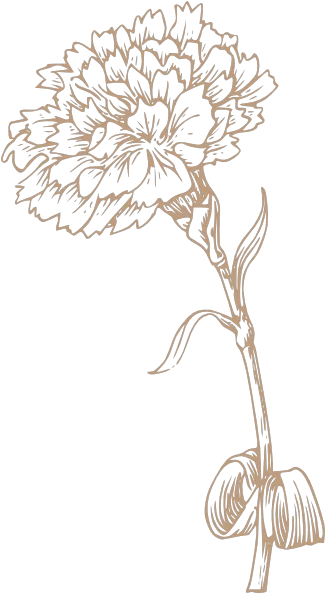 Free Clip Art Carnation Flower Black And White Png Carnation Png