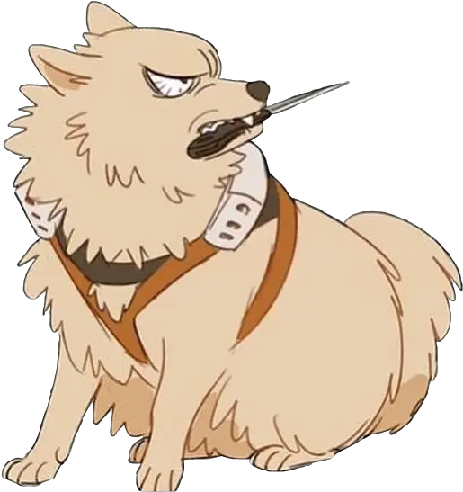 Bnha Bakugou Pomeranian Transparent Bakugou As A Pomeranian Png Bakugou Png