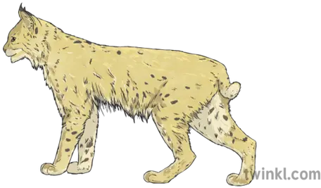 Bobcat Illustration Twinkl Cat Yawns Png Bobcat Png