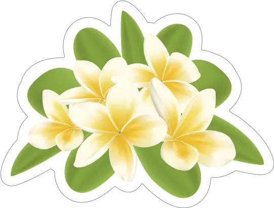 Cool Plumeria Flower Sticker Frangipani Png Plumeria Flower Png