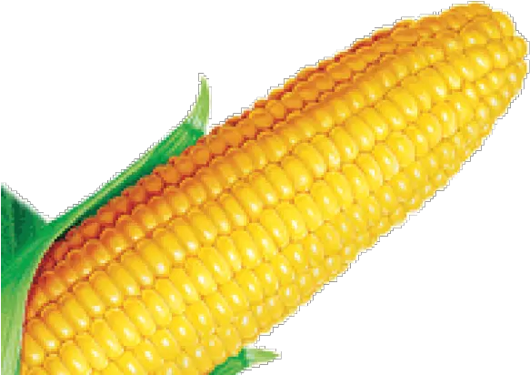 Corn Clipart Farmville Maize Png Corn Clipart Png
