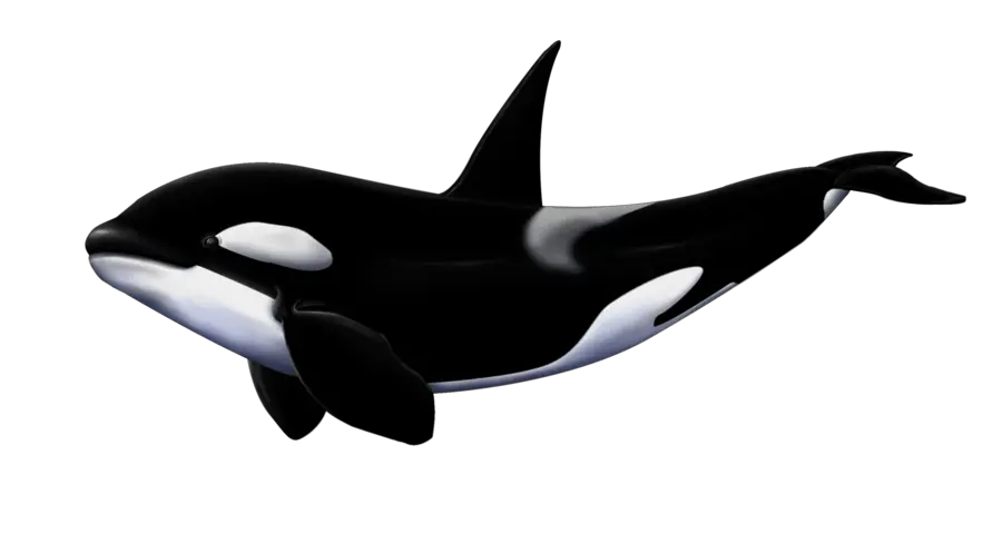 Png Whale Killer Whale Transparent Background Whale Transparent Background