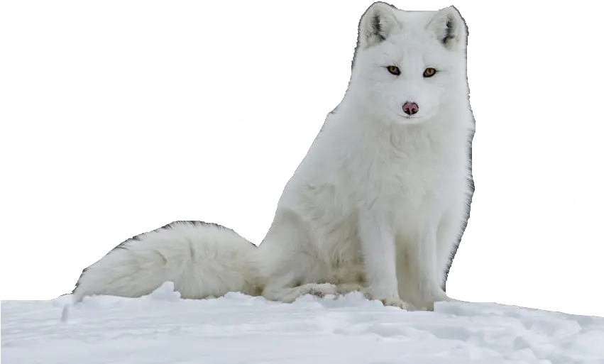 Arctic Fox Png Image With No Background Arctic Fox High Quality Arctic Fox Png