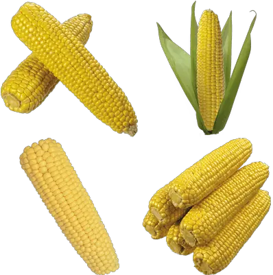 Corn Transparent Png Images Stickpng Maiz Png Corn Transparent
