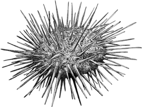 202001 Sea Urchins Spiked Png Sea Urchin Png