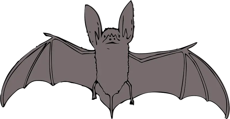 Download Vector Clipart Bat Bat Clip Art Png Bat Clipart Png