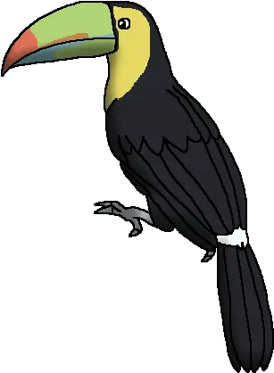 Keel Billed Toucan Wildlife Animal Pedia Wiki Fandom Red Billed Toucan Transparent Png Toucan Png