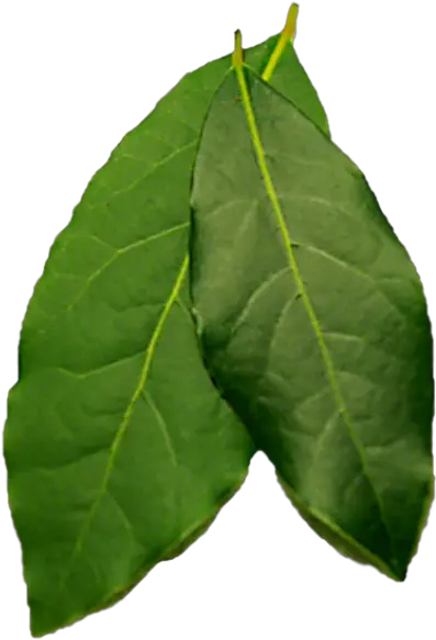 Leaf Png Photo 285 Free Png Download Image Png Archive Bay Leaves Png Leaf Png Transparent